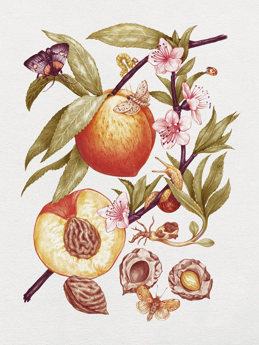 Watercolor peach with pink blossoms, leaves, insects in botanical art evolution
