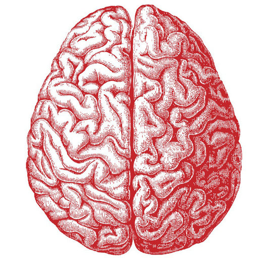 Detailed red engraved brain illustration for neuroaesthetics article