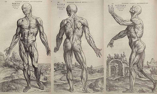 Anatomical engraving of male figure in 3 poses on aged paper