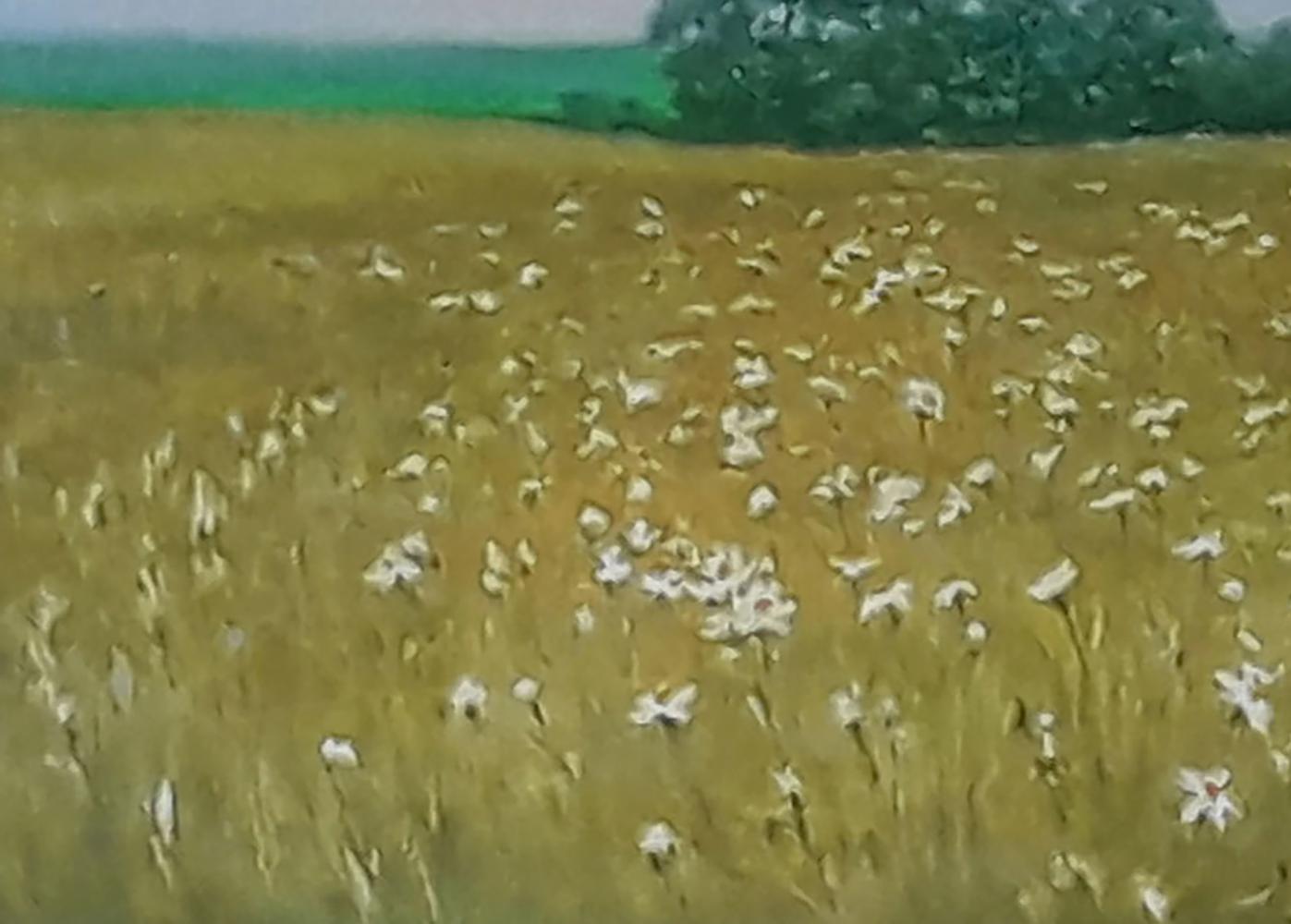 Oil painting by Vasily Korkishko: white daisies in golden grass under soft sky