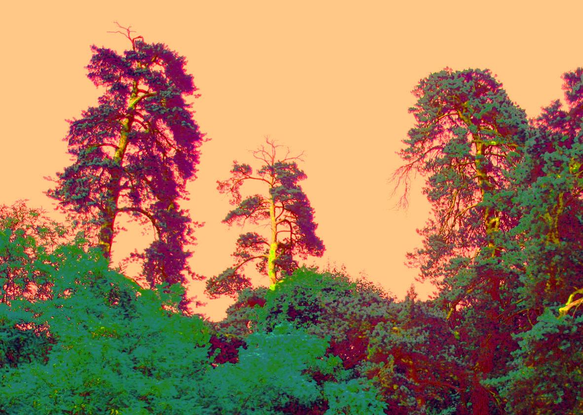 Forest Nature 