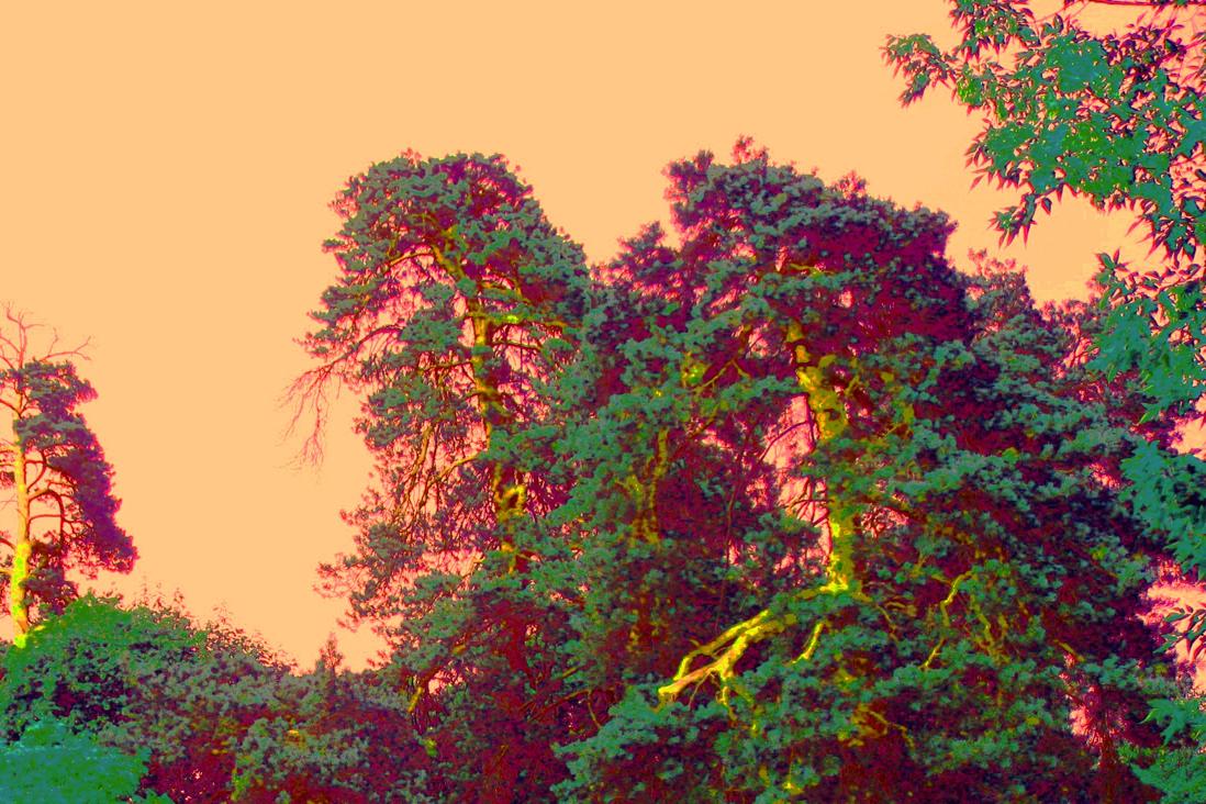 Forest landscape
