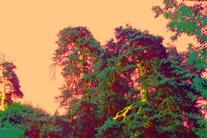 Forest landscape