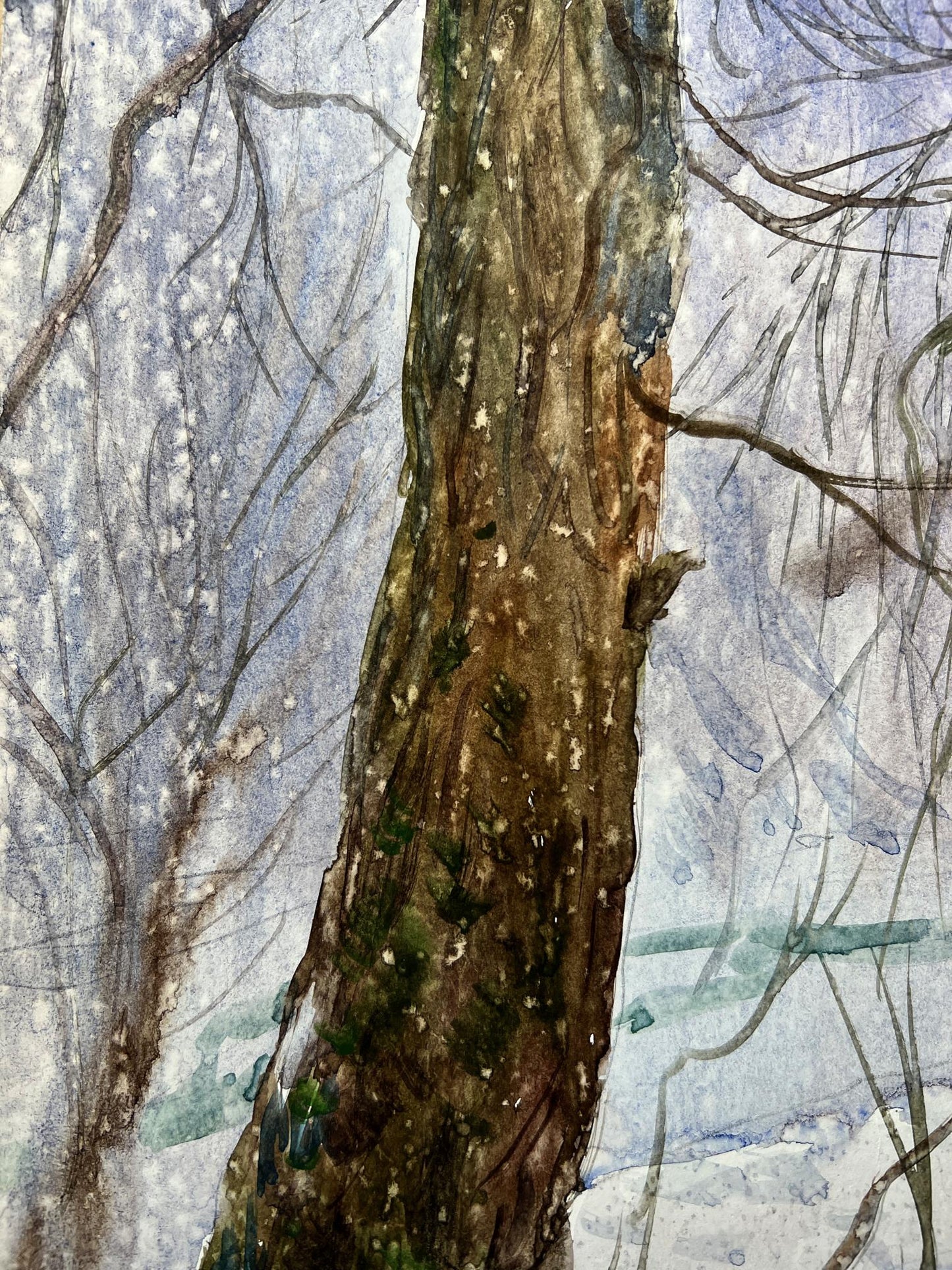 Winter Forest landscape