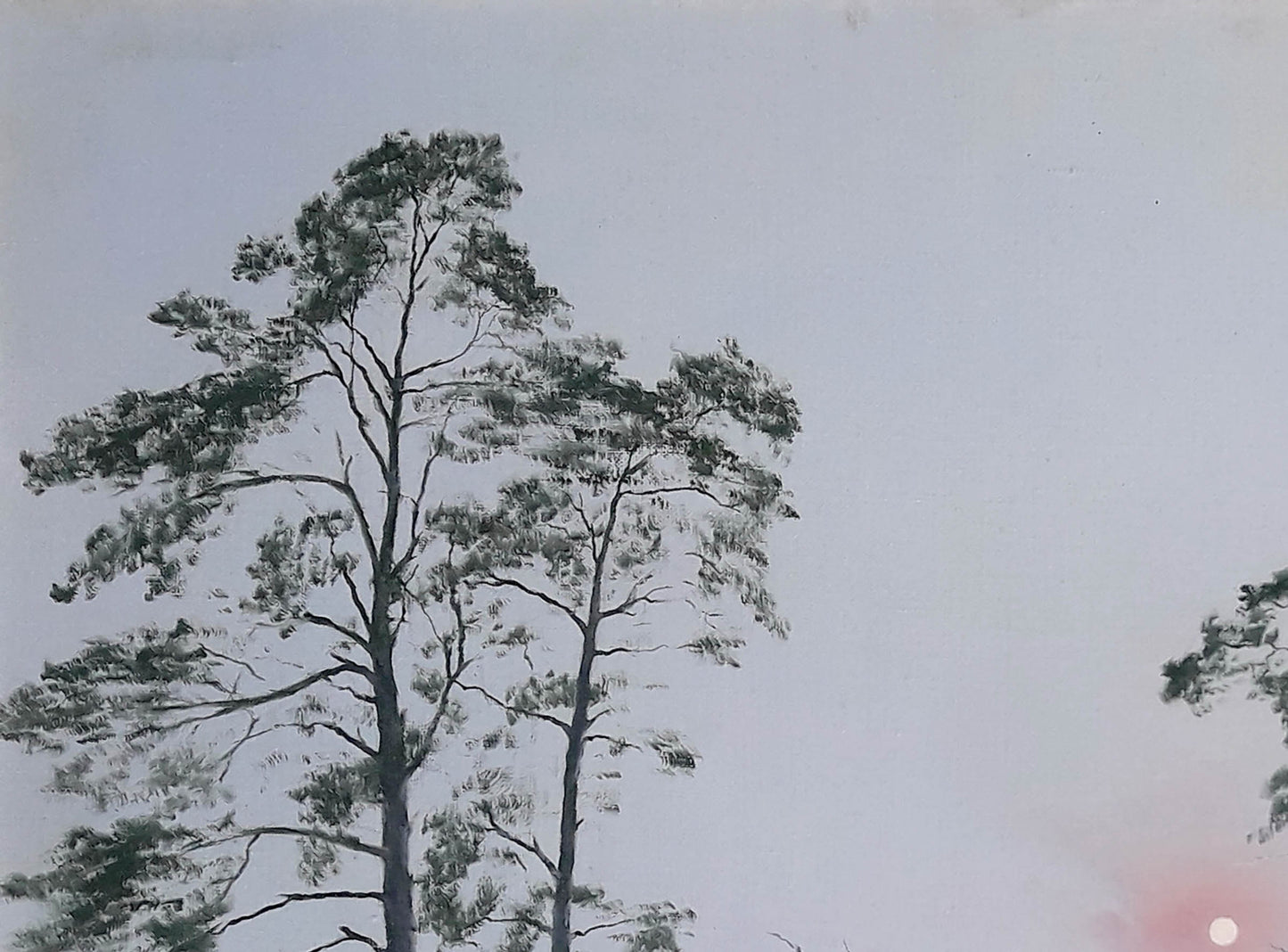 Oil painting Daylight Korkishko Vasily: tall pine tree with dark green needles against pale sky
