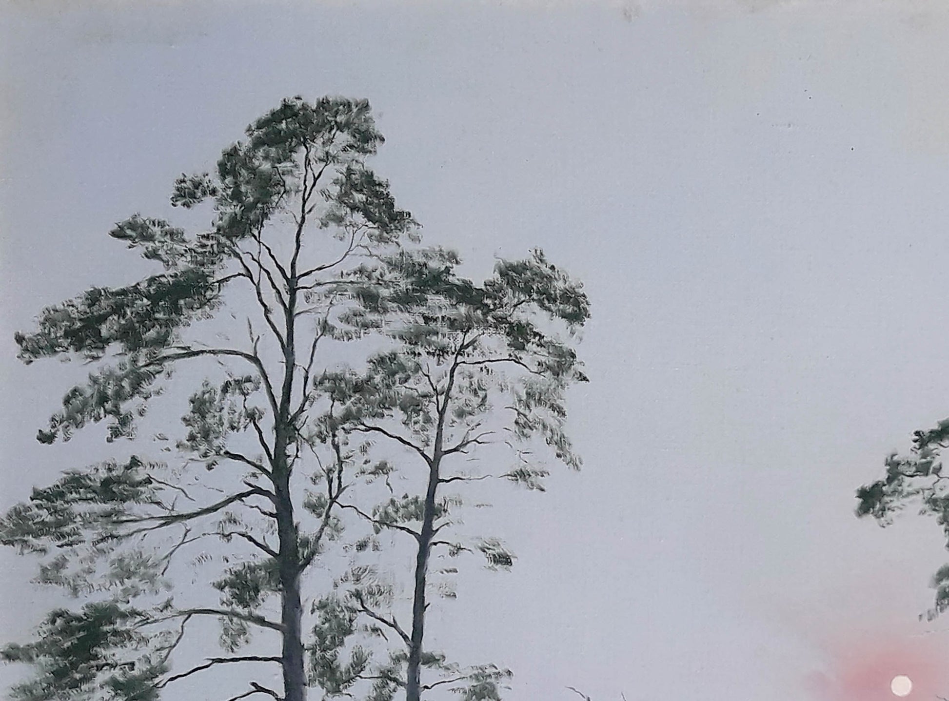 Oil painting Daylight Korkishko Vasily: tall pine tree with dark green needles against pale sky