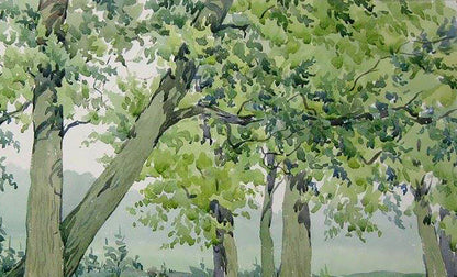 Forest Nature Landscape 