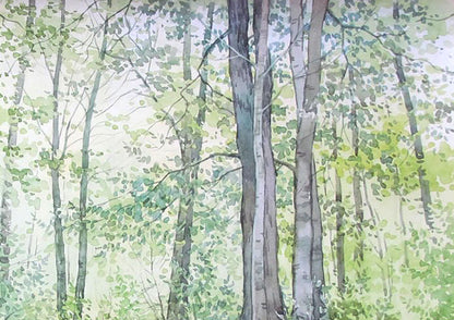 Forest Nature Landscape 