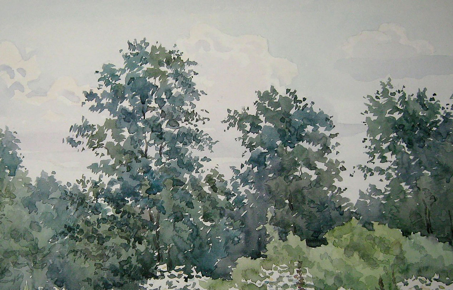 Forest Nature Landscape 
