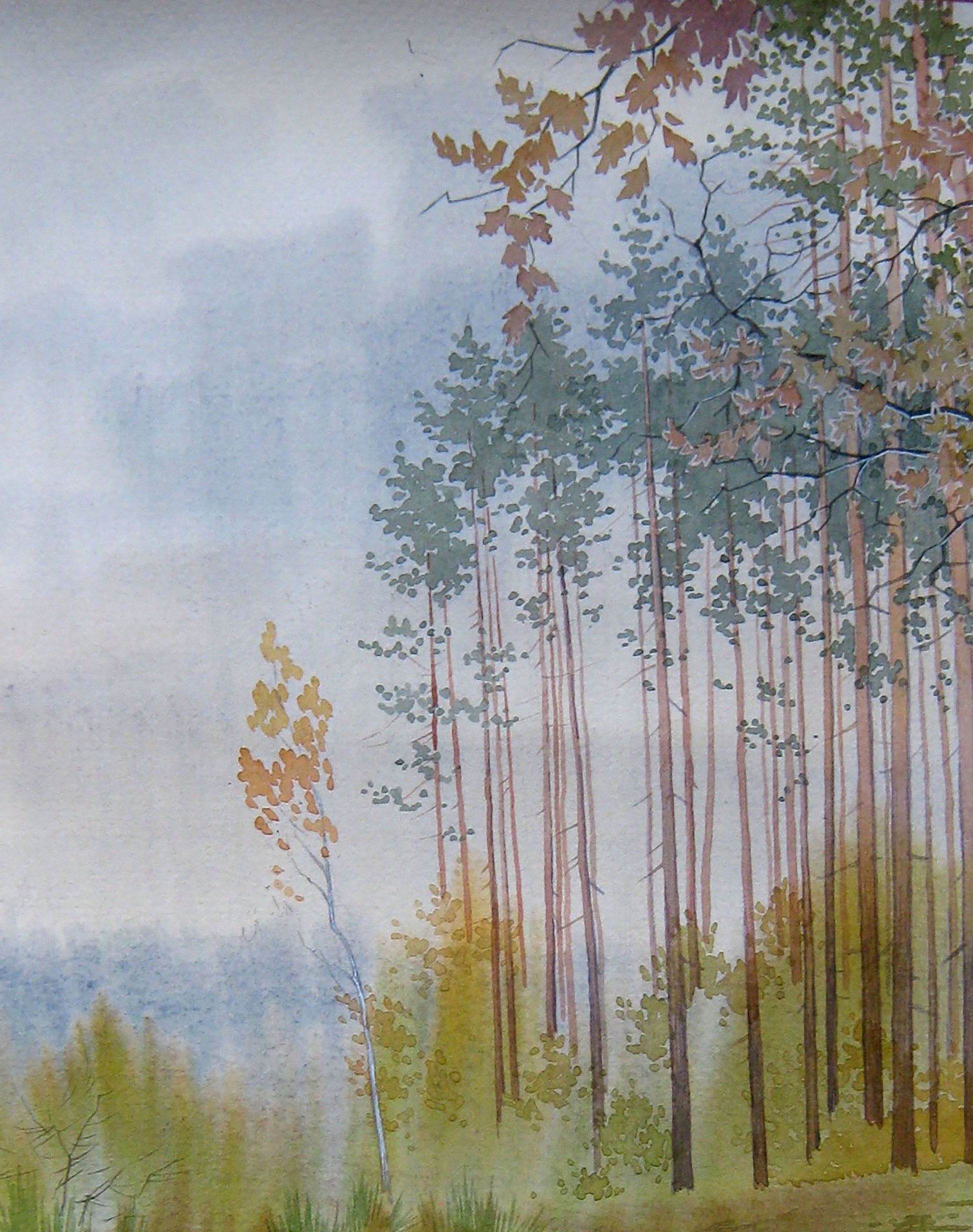 Forest Nature Landscape 