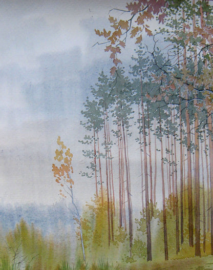 Forest Nature Landscape 