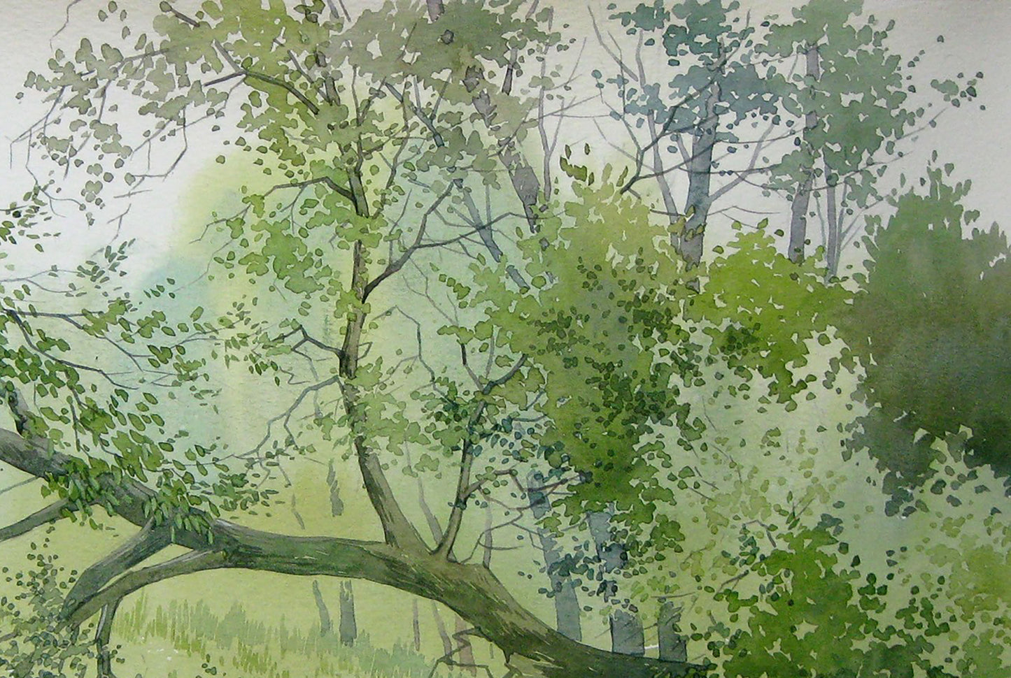 Watercolor painting Forest Nature Landscape 