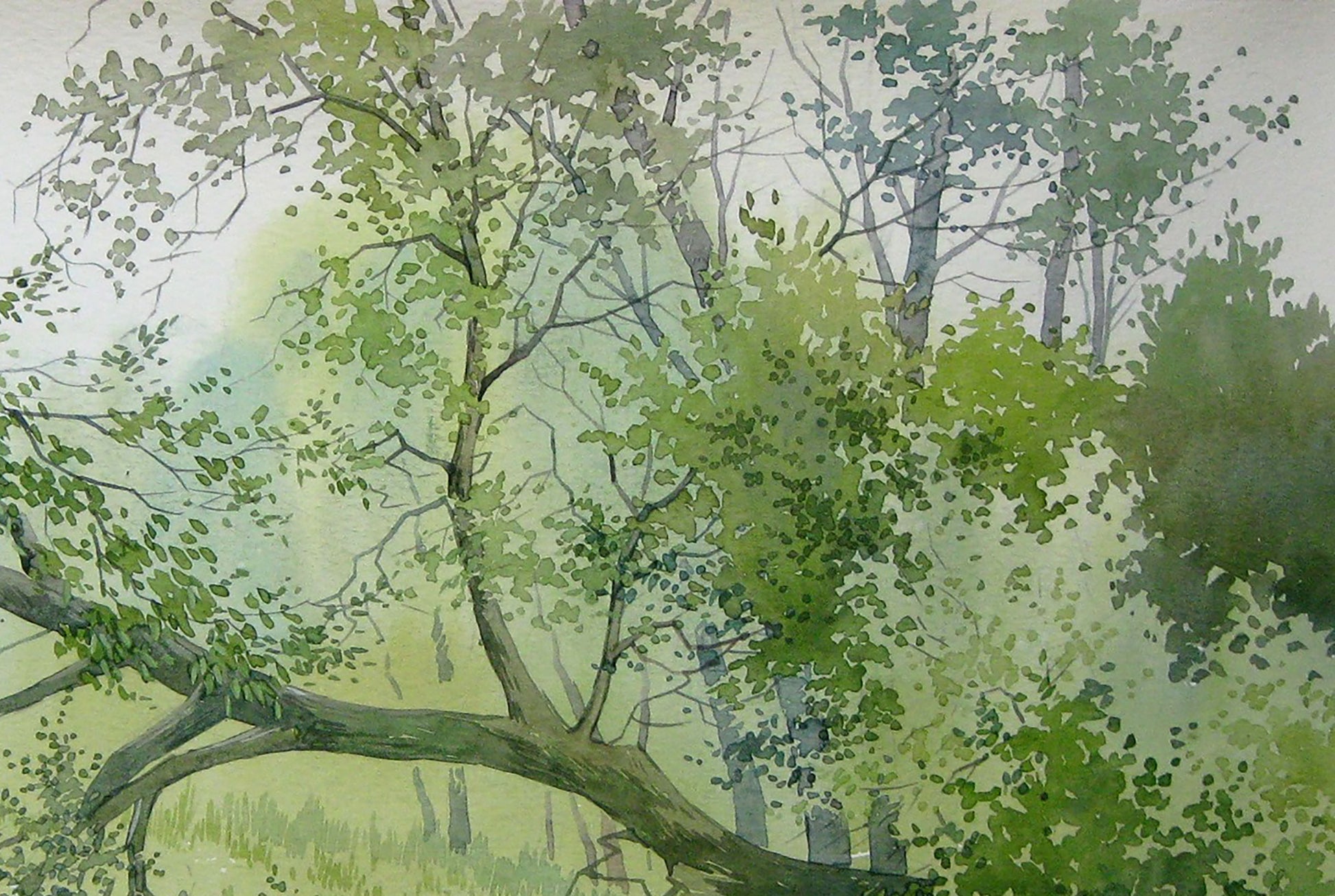 Watercolor painting Forest Nature Landscape 