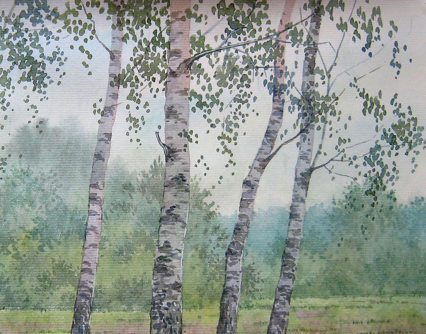 Forest Nature Landscape 