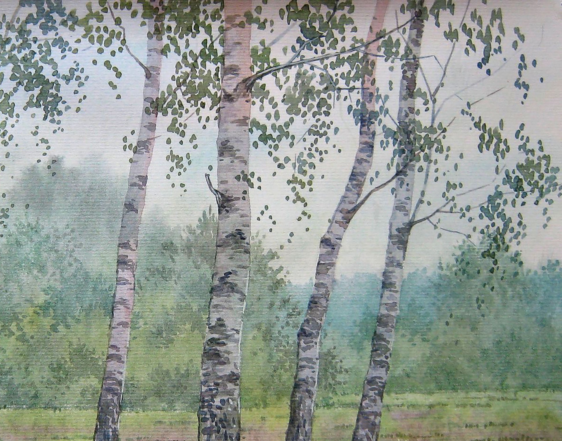 Forest Nature Landscape 