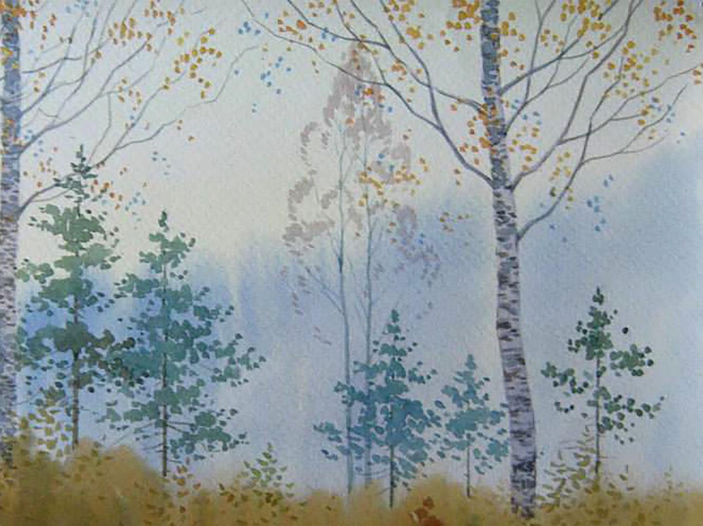 Forest Nature Landscape 