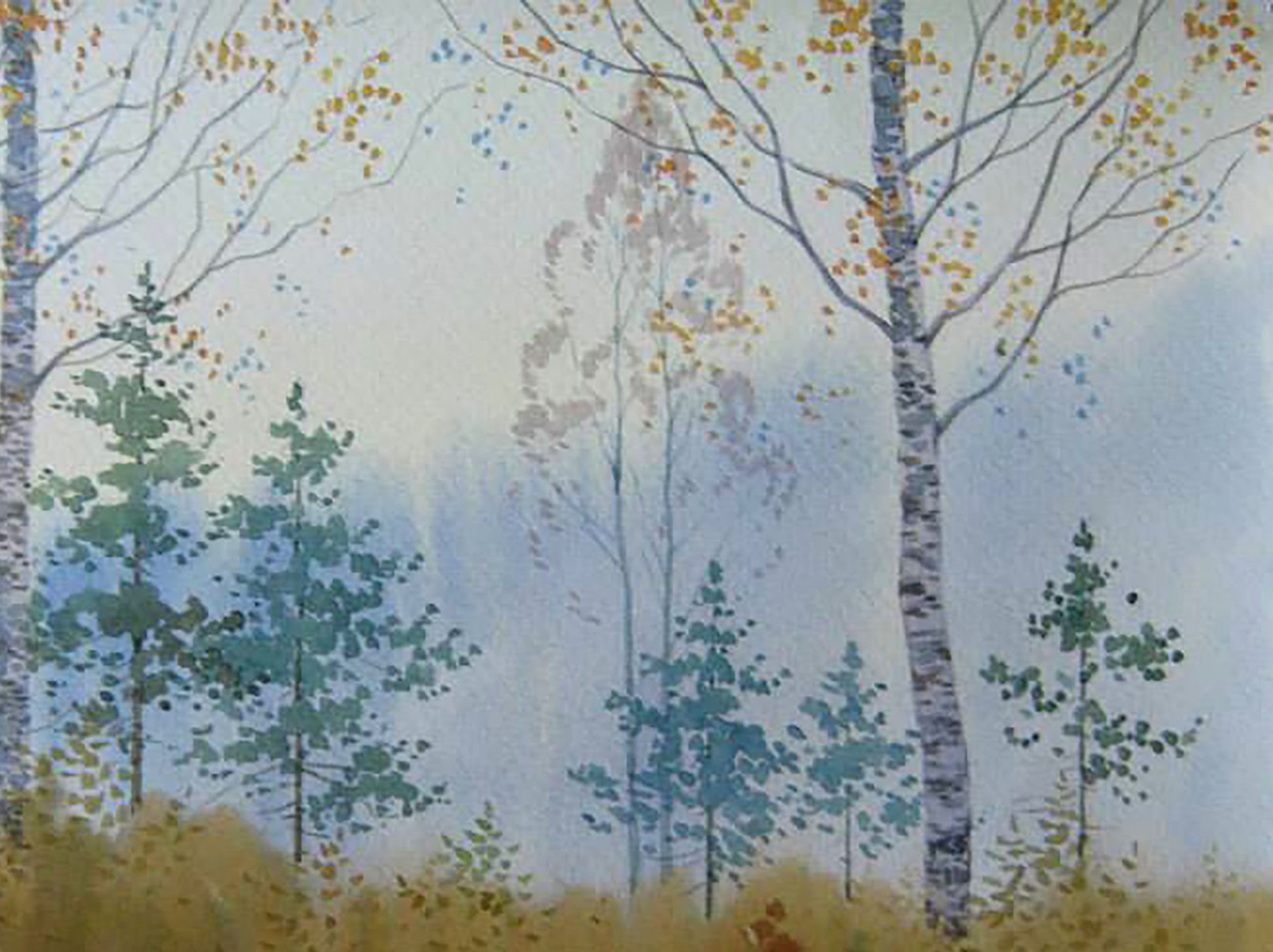 Forest Nature Landscape 