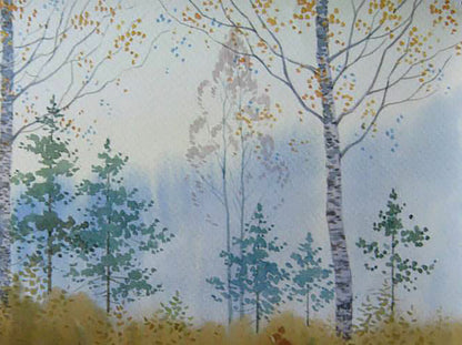Forest Nature Landscape 