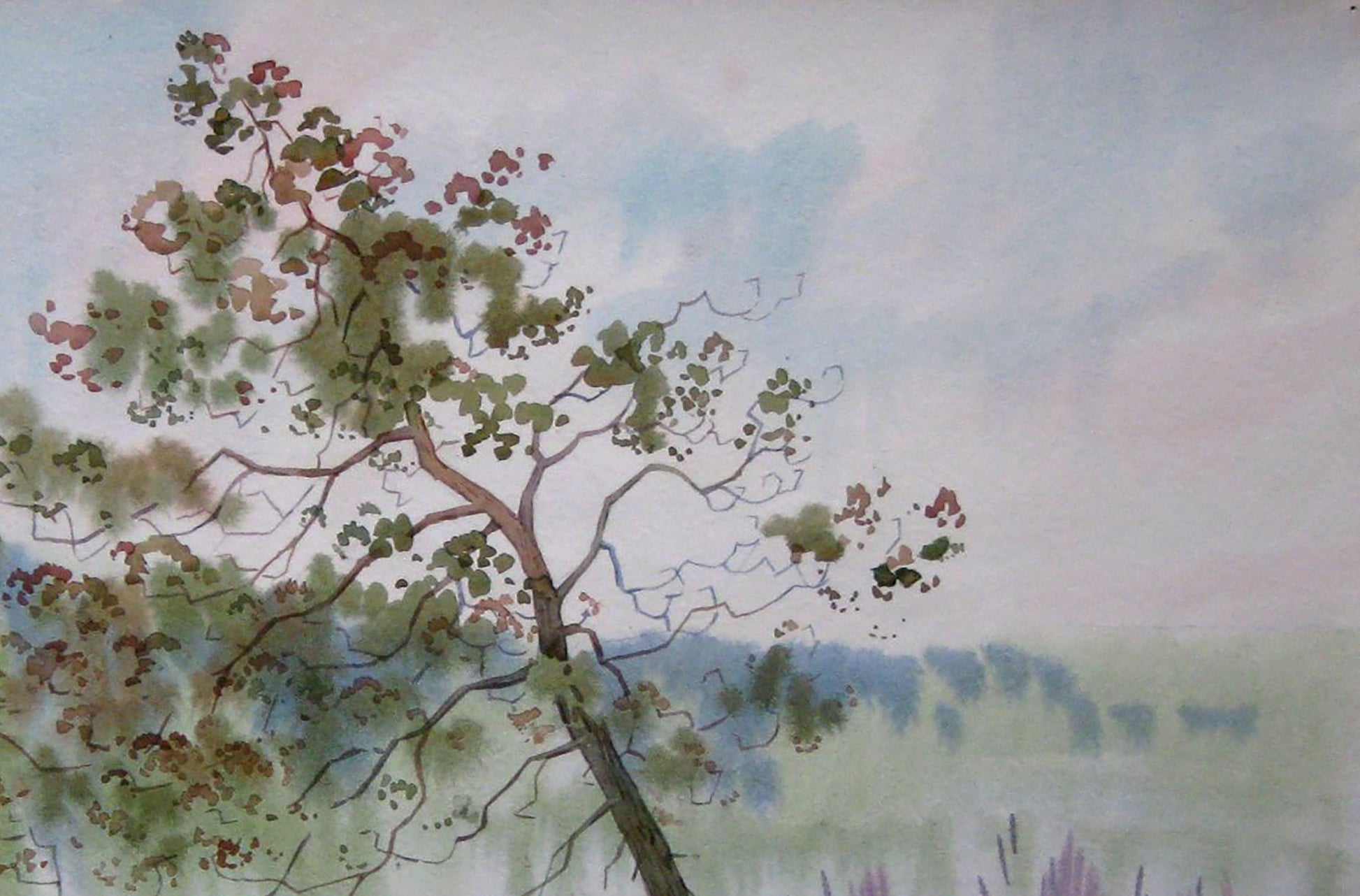 Forest Nature Landscape 