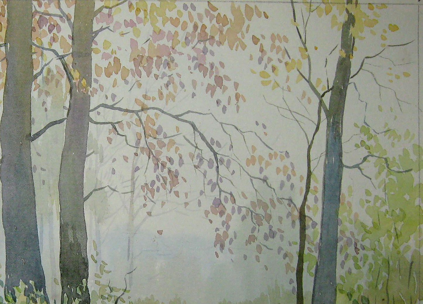 Forest Nature Landscape 
