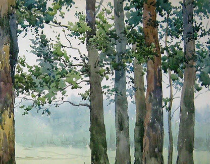 Forest Nature Landscape 