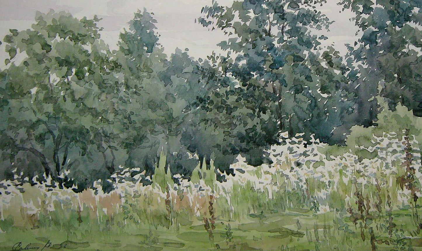 Summer Forest Nature Landscape 