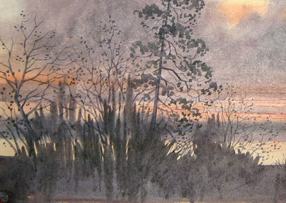 Evening Forest Nature Landscape 