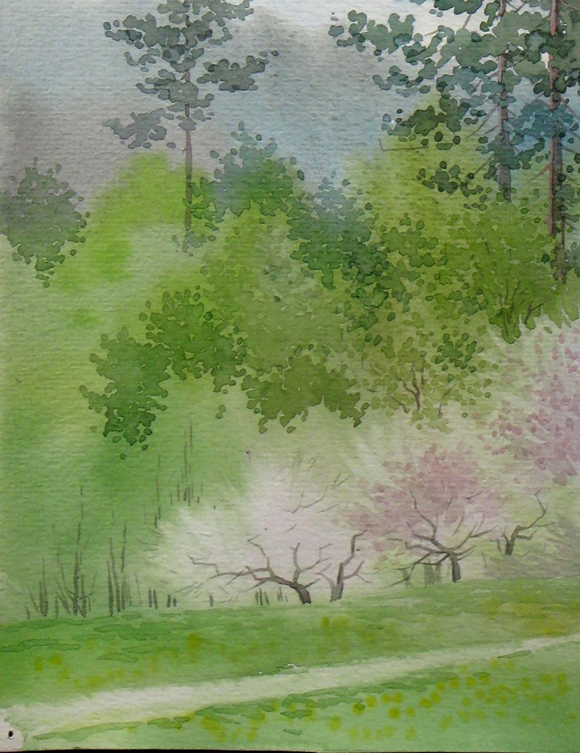 Spring Forest Nature Landscape 
