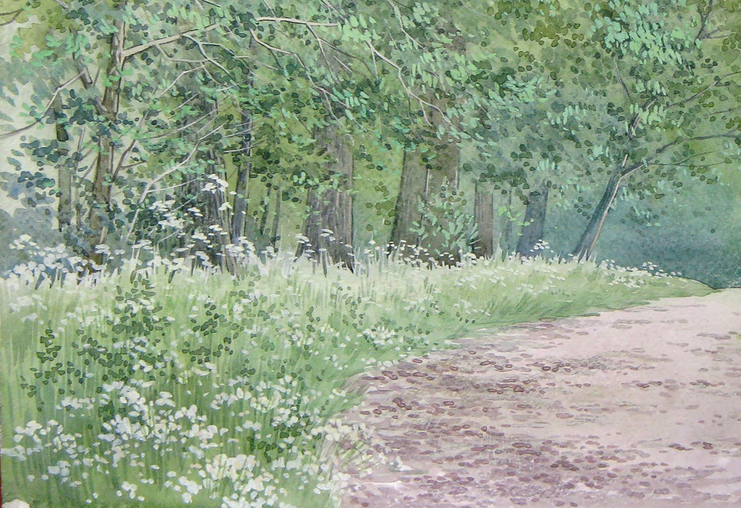 Summer Forest Nature Landscape 