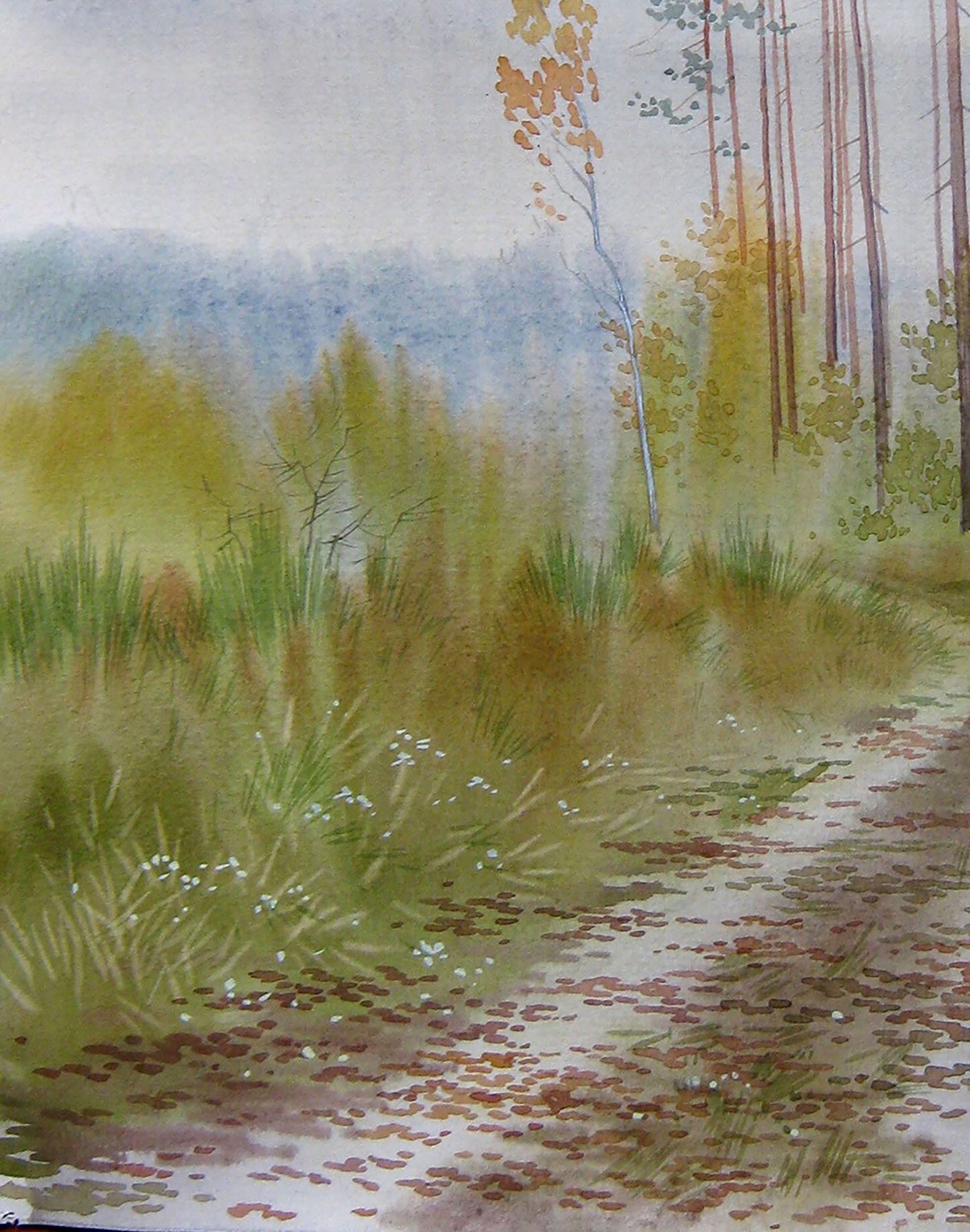 Autumn Forest Nature Landscape 
