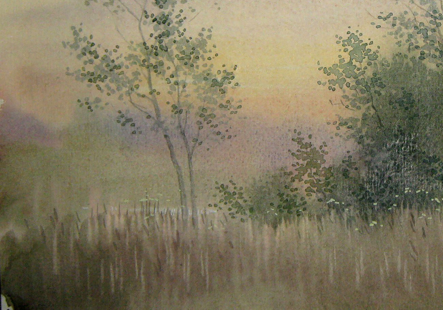 Forest landscape