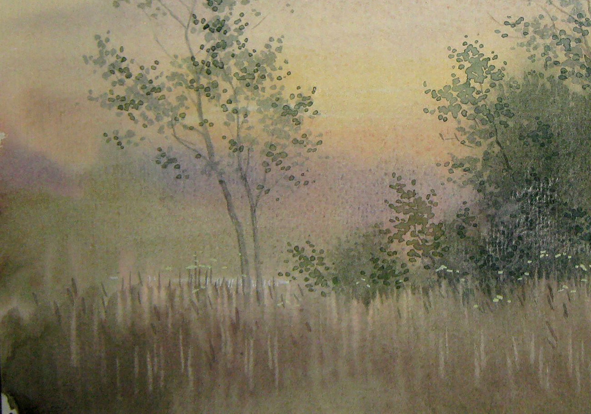Forest landscape
