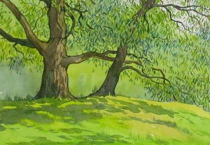 Forest Nature Landscape 