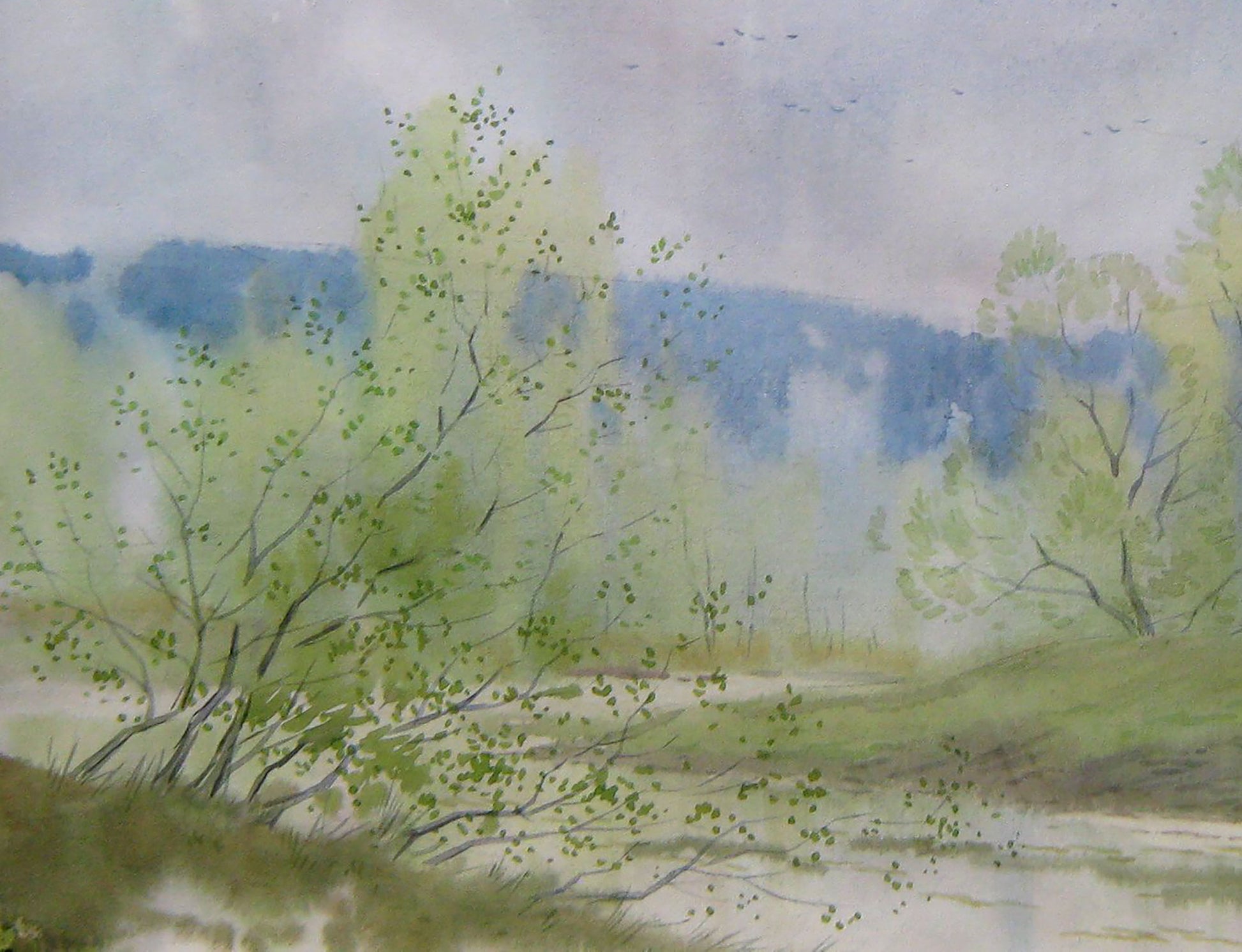 Spring Forest Nature Landscape 