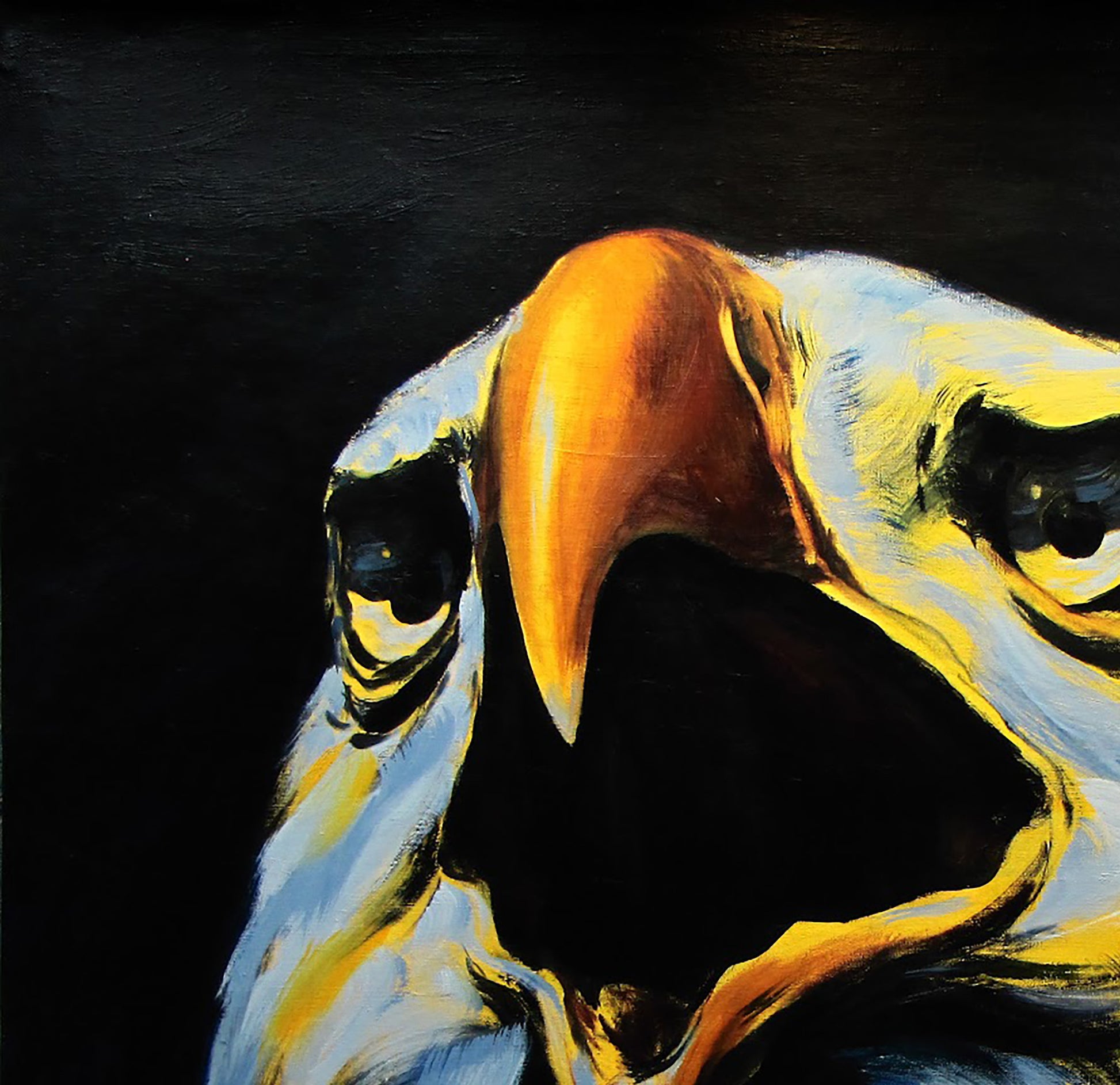 Animals  Portrait