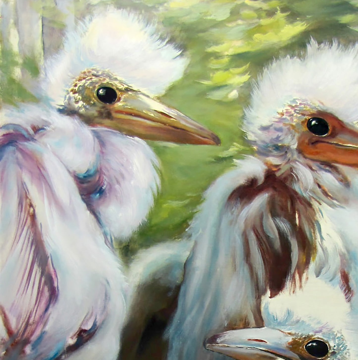 Animals Portraits 