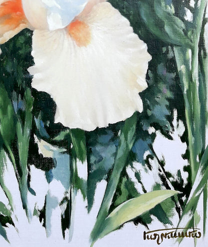 Oil painting Iris Korkishko Vasily: white iris with orange accents on green foliage
