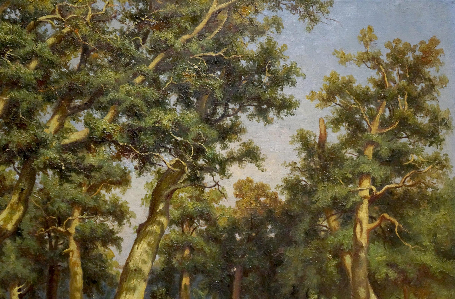 Oil painting Jogging in the forest with tall dense pine trees under blue sky