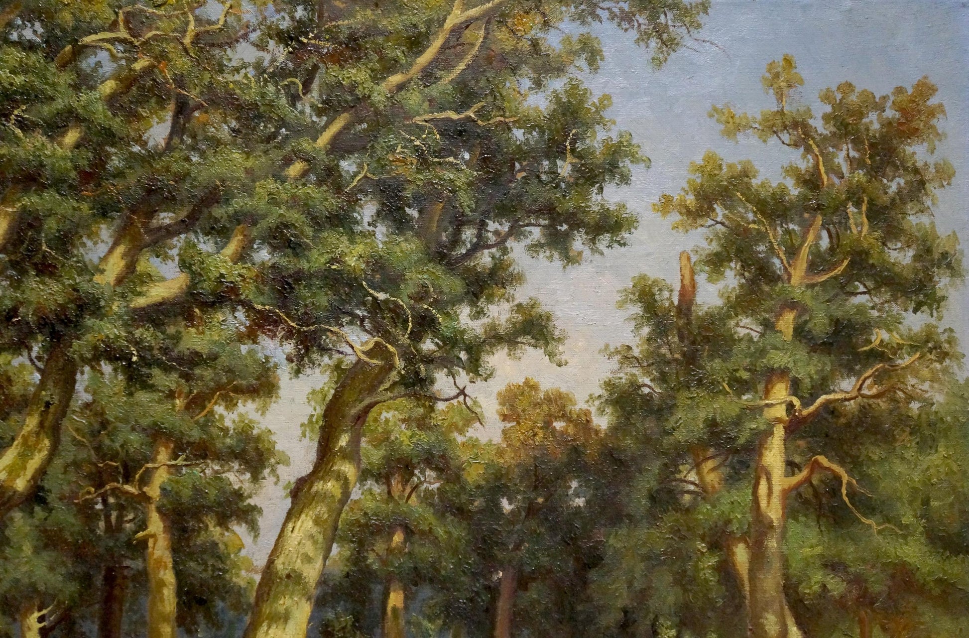 Oil painting Jogging in the forest with tall dense pine trees under blue sky