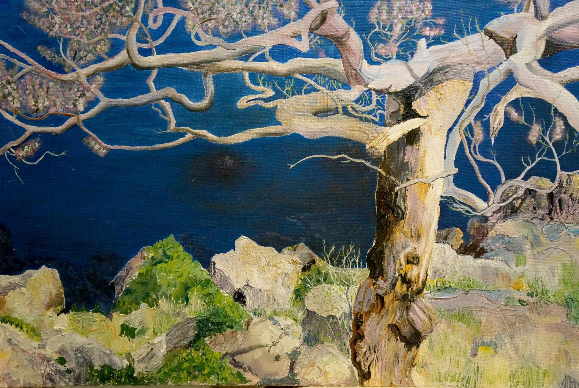Oil painting of blooming tree with gnarled pale bark on rocks