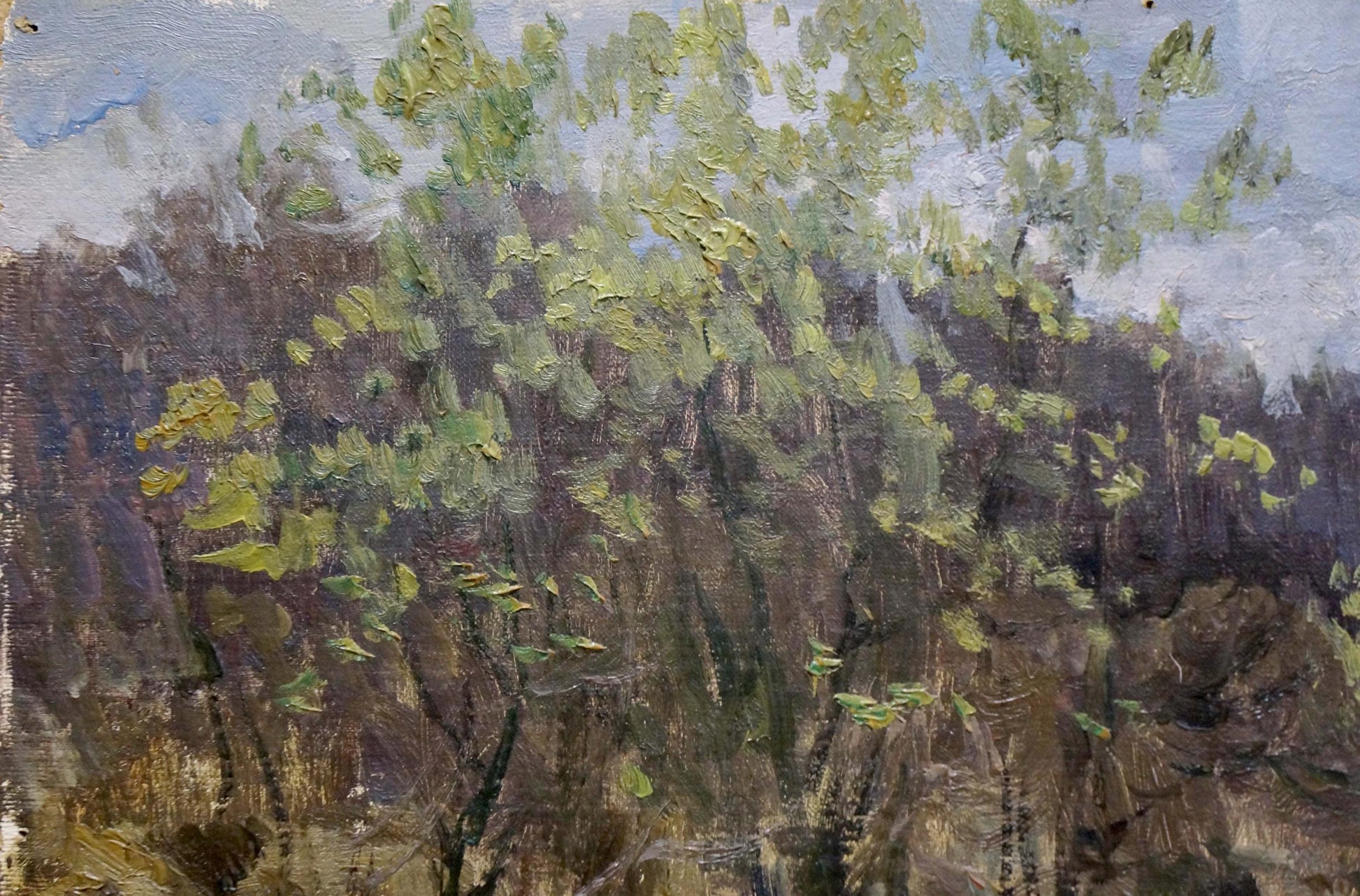 Oil painting After the Rain by Korzh Vladimir Demyanovich, leafy tree in green foliage