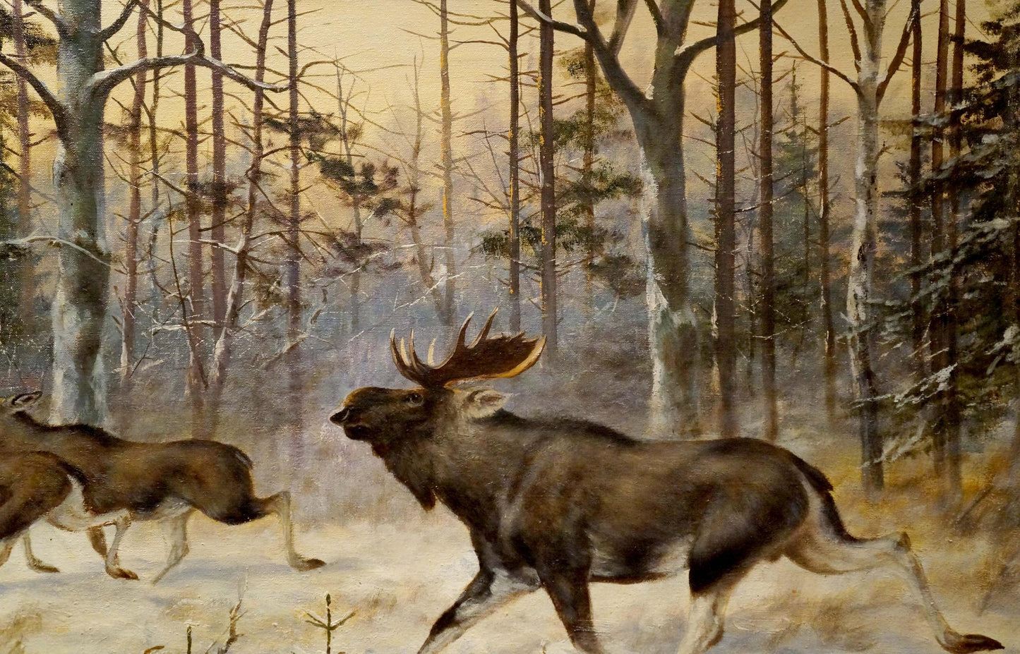 Majestic brown moose with antlers running through snowy forest with elks, oil painting
