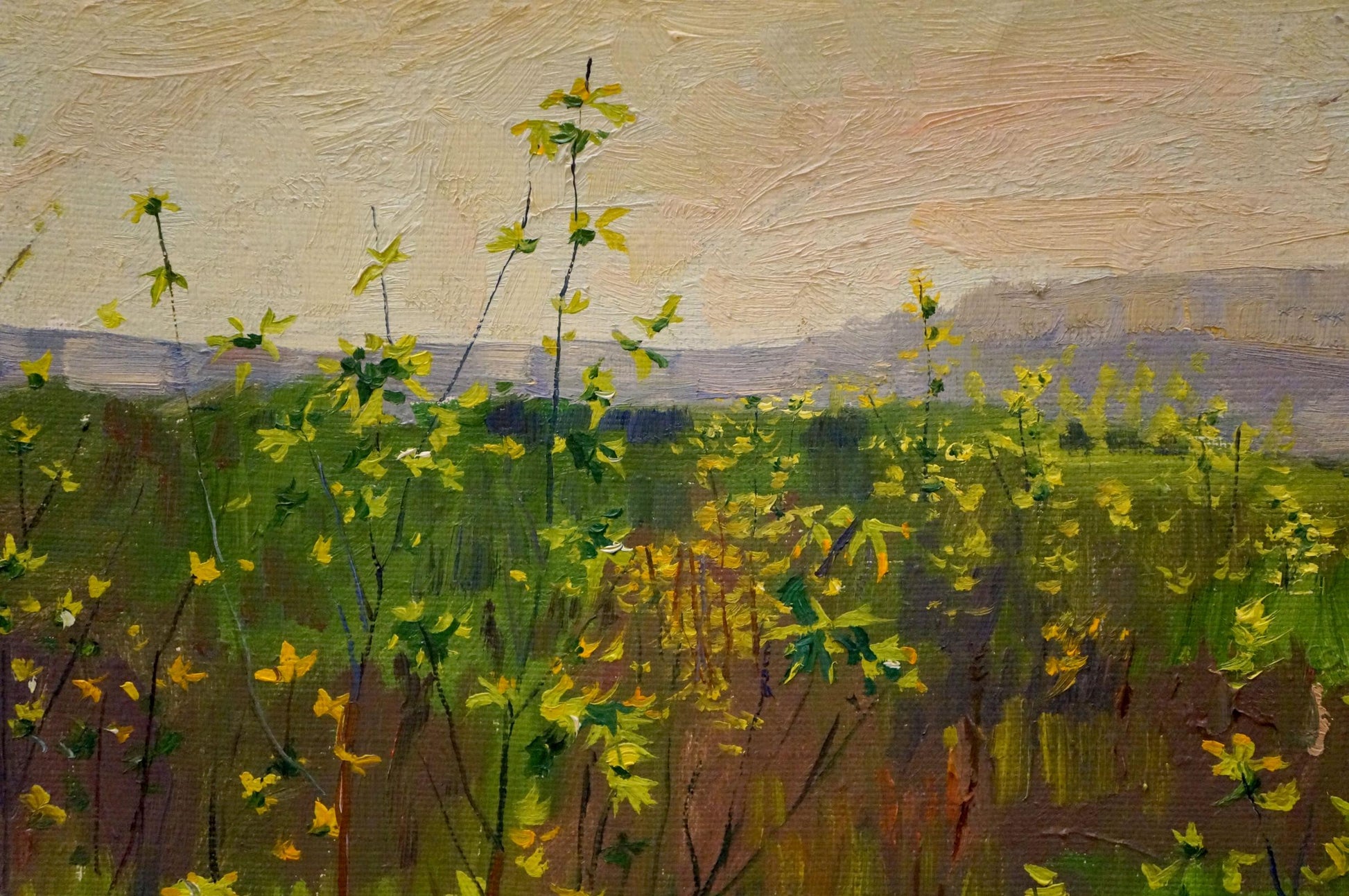 Oil painting of camomile field by Chernikov Nikolay Vladimirovich