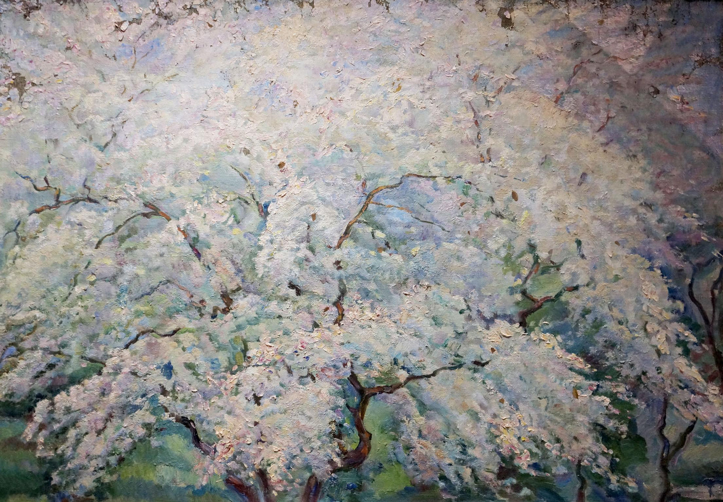 Oil painting of blooming cherry tree by Tytarenko Odarka Anatoliivna