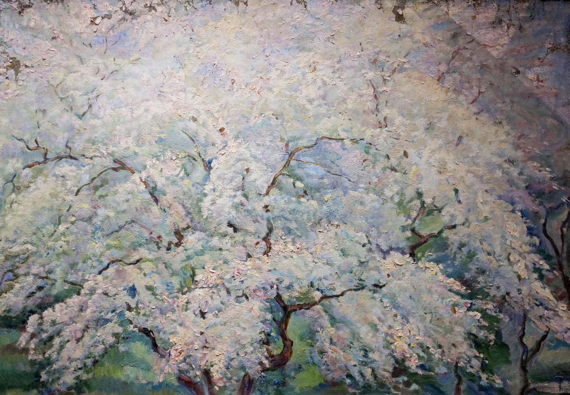 Oil painting of blooming cherry tree by Tytarenko Odarka Anatoliivna