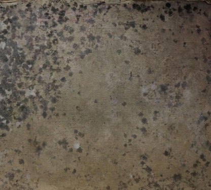 Back of Titarenko Maria Anatolyevna oil painting with mold spots