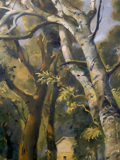 forest landscape