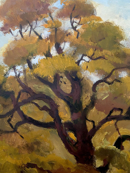 forest landscape